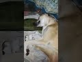 Funny Bhootea Dog Party 2 рџ Ј Shorts Short Viral Comady Tiktok Animals Cute Dog Tarding Funny Bhootea Dog Party 2 рџ Ј Shorts Short Viral Comady Tiktok Animals Cute Dog Tarding