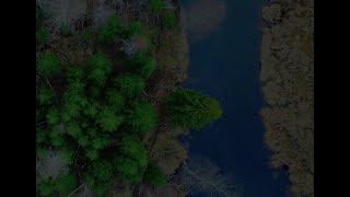 Endless Forest Flow 🎧 11 Hours of River & Piano Relaxation 🌲