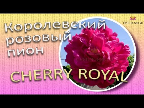 Video: Cherry Vladimirskaya: сорттун сүрөттөлүшү жана мүнөздөмөлөрү, артыкчылыктары жана кемчиликтери, отургузуу жана багуу өзгөчөлүктөрү