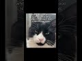 All the dissatisfaction in a cat’s single glance