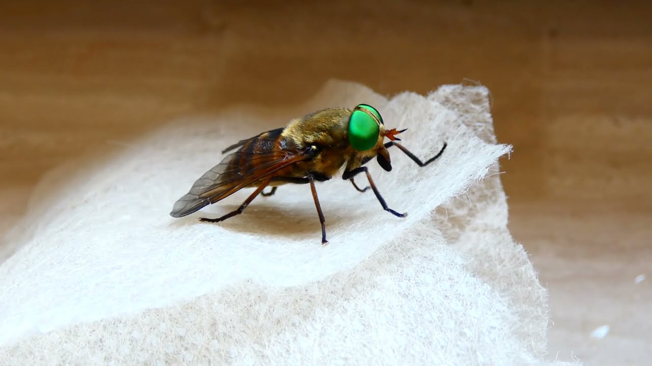 Rinderbremse (Tabanus bovinus) grüne Facettenaugen. Taon des bœufs 26. Juni Bremse. Plage im Sommer