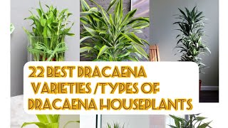 22best dracaena varieties for indoors/ types of dracaena houseplants