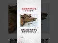 【最後の晩餐】オオカミのミイラに関する雑学　#shorts