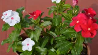 El padre Mundina sobre...vinca rosea (Catharanthus)