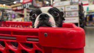 Tally's Trip to Tractor Supply !