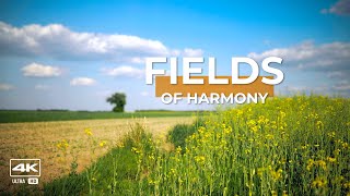 🐝 Fields of Harmony: Embracing Spring’s Rapeseed Splendor