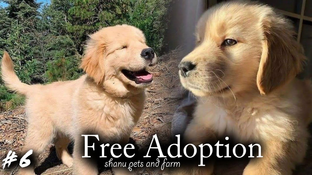 free! free GOLDEN RETRIEVER FOR FREE ADOPTION ALL INDIA FREE