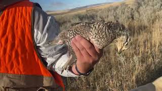 My first western, sharptail grouse hunt!  Got a two man limit. by Jason Rossman 720 views 1 year ago 7 minutes, 55 seconds