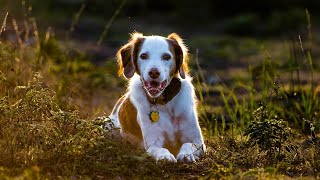 Socializing Your Adult Brittany Dog Tips   Strategies