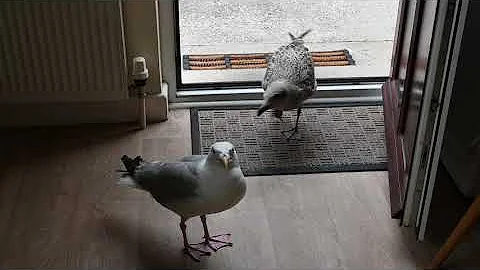 Marsha the Herring Gull Brings One of Her Babies I...