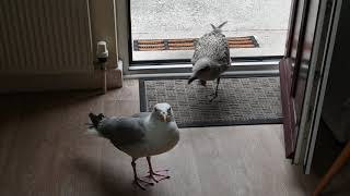 Marsha the Herring Gull Brings One of Her Babies Into the Kitchen