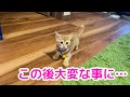 【保護猫】茶トラの子猫に首輪をつけた結果、大変なことになりました