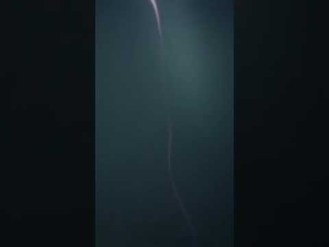 وداع مؤلم للمدعية ليلى Shorts 