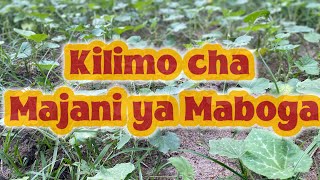 Kilimo Rahisi cha Majani ya Maboga: Mavuno Mengi Nyumbani Kwako!
