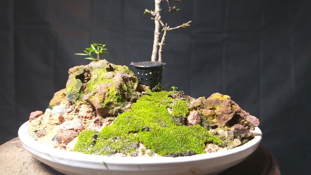 Cách trồng rêu và nuôi rêu sống tốt trong chậu - YouTube