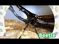 A Ball Turns into an Insect!? | Video for Kids ボールが昆虫に変身！？英語知育アニメ