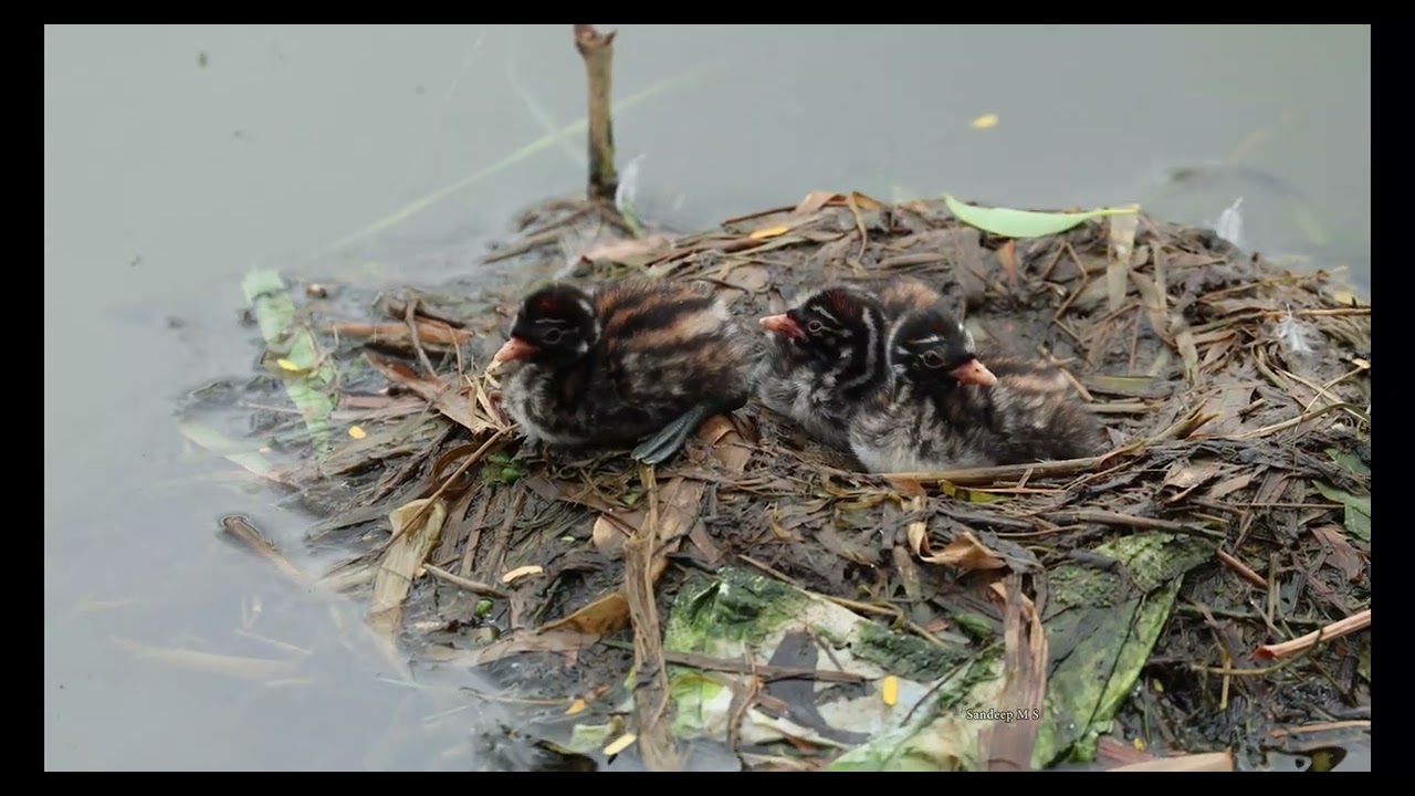 Little Grebe Feeding Her Chicks - Nature’s Sweetest Moment | Amazing Wildlife Videos | Animal Nature