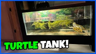 Cheap & Simple TURTLE TANK Setup! (40gal.) by Carson’s Aquatics 10,047 views 4 months ago 8 minutes, 1 second