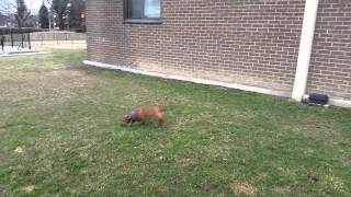 Tacsi Pacsi Stretching