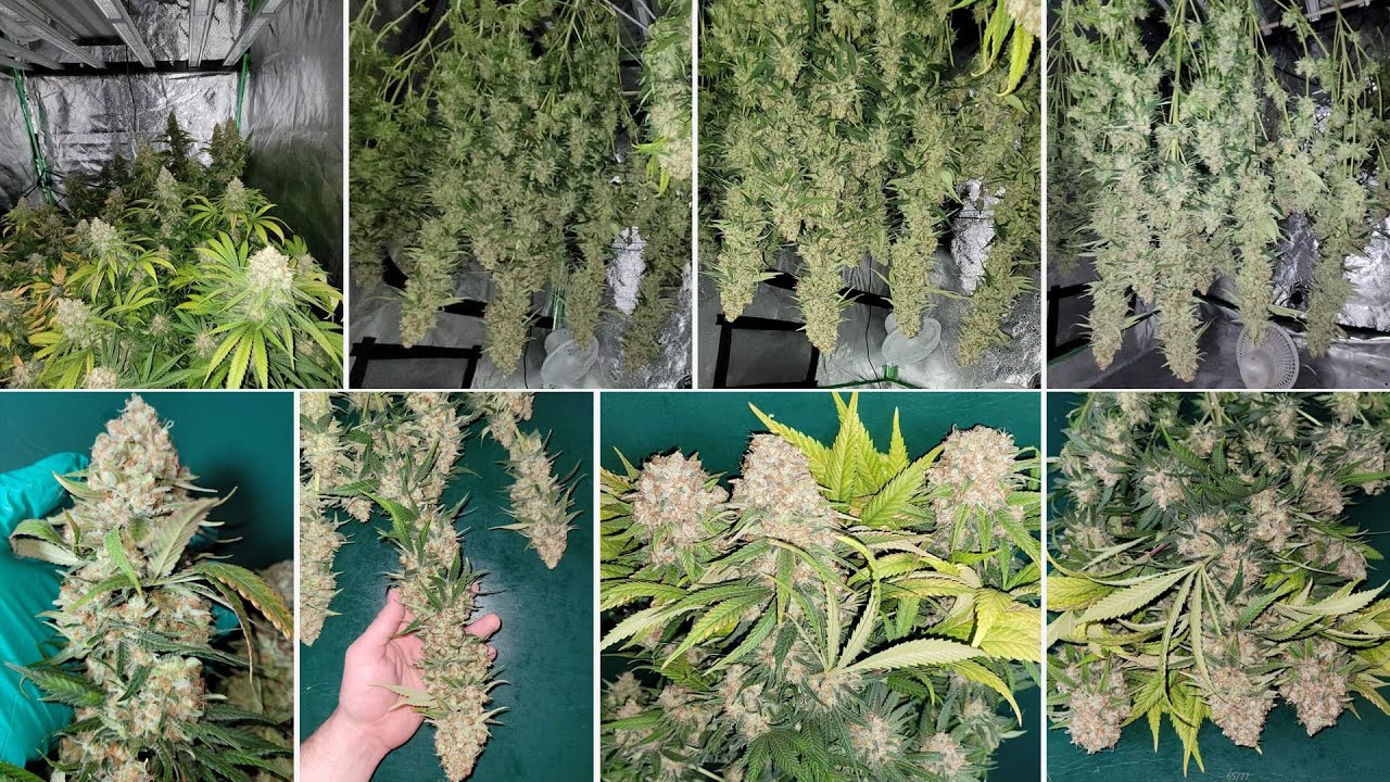 GeekBeast Pro 630w grow journal in 4x4 tent