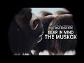 Inside the Mind of a Musk OX