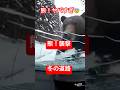熊!車を襲撃😨 Bear! Attacks car