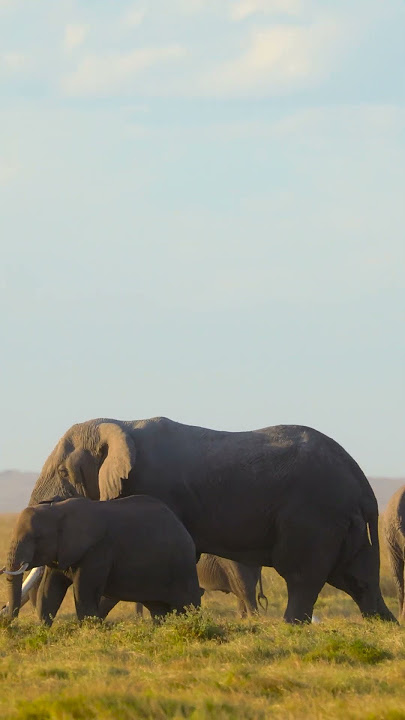 Evenings in Amboseli 🌍Amboseli National Park #safari #wildlife #elephant #amboseli #olonanaonsafari