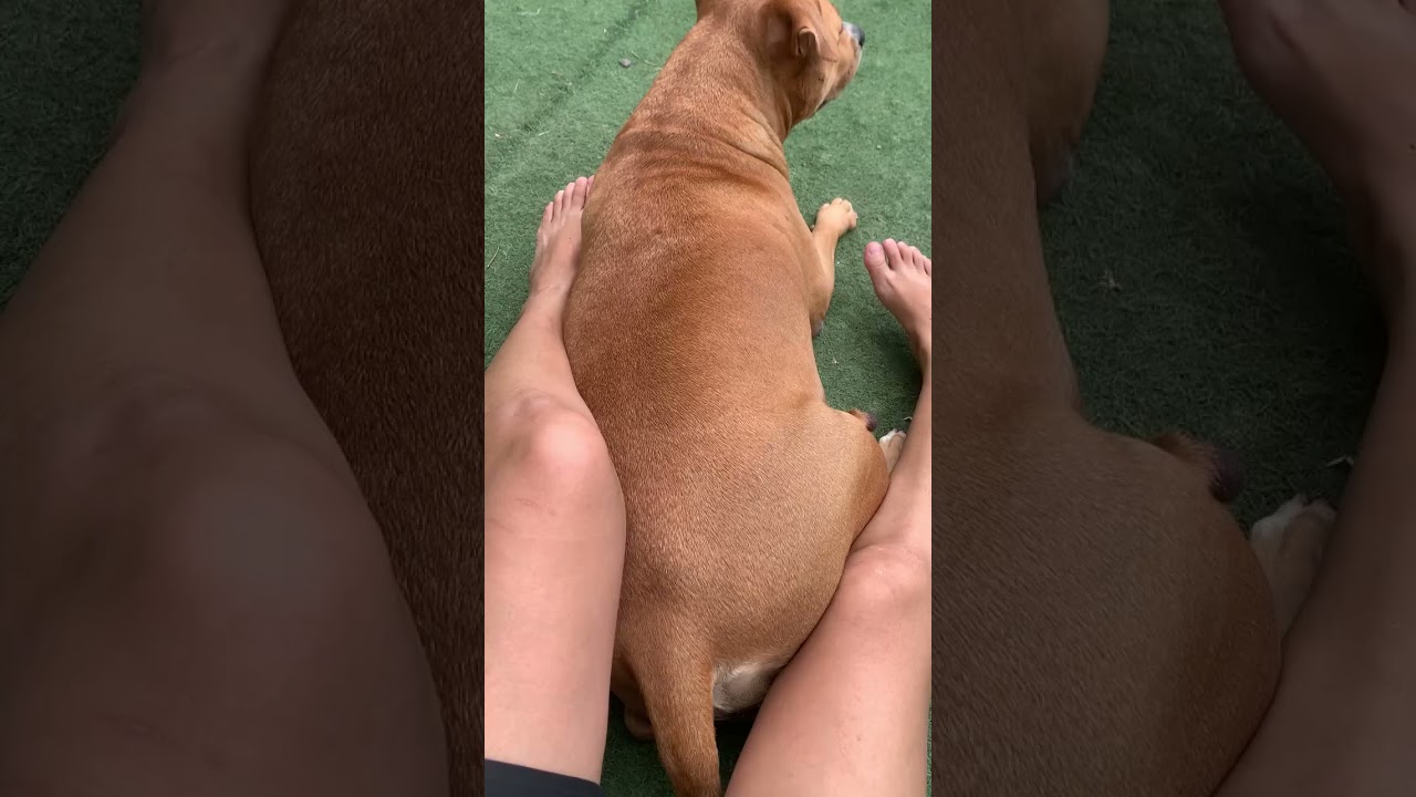 i love my dog# lovedog 