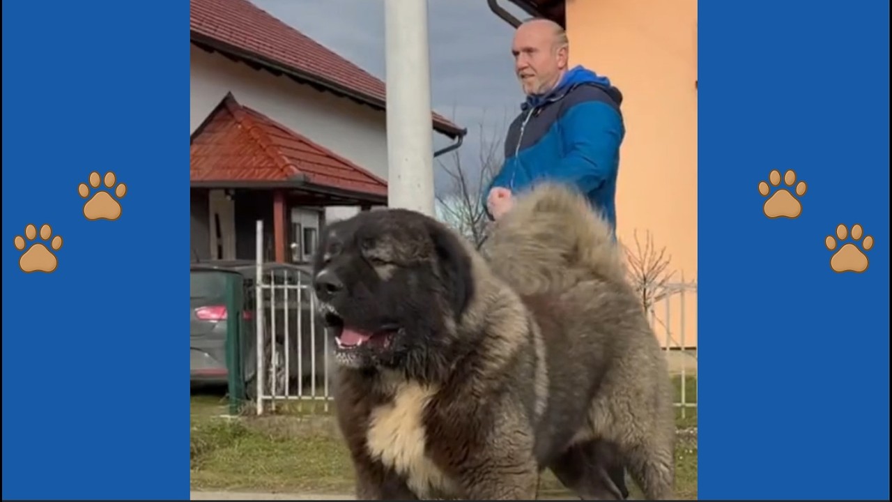 Шокирующее откровение в 3 часа ночи: почему исчезла 90-килограммовая сторожевая собака?