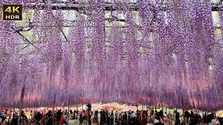 [4K HDR] Wisteria Blossoms at Ashikaga Flower Park #あしかがフラワーパーク ク#wisteria #4khdr