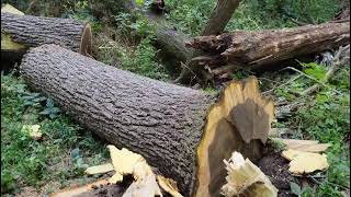 Big Walnut trees in Springfield