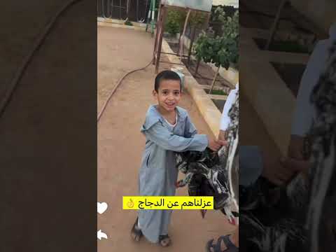 عزلنا الديكه عند الدجاج / سنابات ابو ناصر 