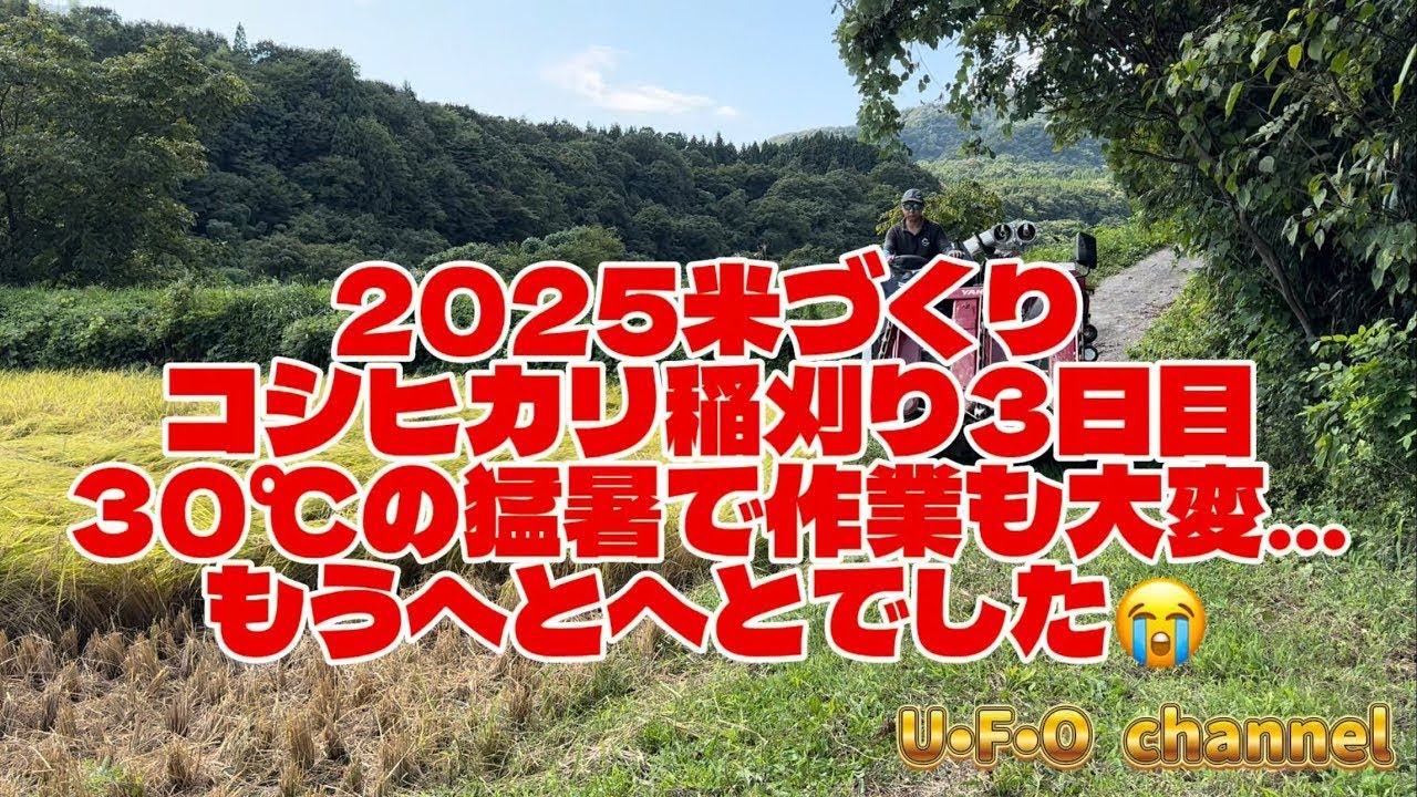 【2025米づくり】コシヒカリ稲刈り3日目30℃の猛暑で作業も大変...もうへとへとでした😭 @ufochannel777sadoagri 