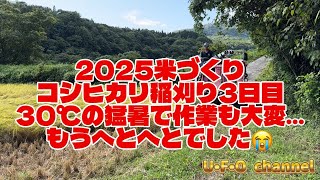 【2025米づくり】コシヒカリ稲刈り3日目30℃の猛暑で作業も大変...もうへとへとでした😭 @ufochannel777sadoagri  2026米づくり稲刈り3日目順調な作業ですが倒伏との戦いとなっております Ufochannel777sadoagri