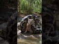 #viralvideo #foryou #food #asmr #reelsvideoシvideo #shorts #animals #reelviral   #sealife 66