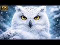 12K Dolby Vision – The Most Beautiful Places on Earth | Ultra HD Cinematic Relaxation Film