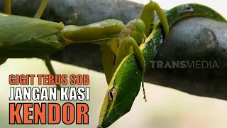 Jinsiy ogil yoshligidan sokinish