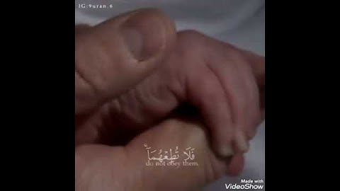 ووصينا الإنسان بوالديه حُسنا / القارئ عبدالرحمن مسعد