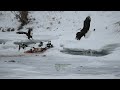 Middle of video