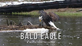 BALD EAGLE (Haliaeetus leucocephalus) 🦅
