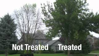 KC Arborist Tree Care - Insect & Disease Injections - ArborJet