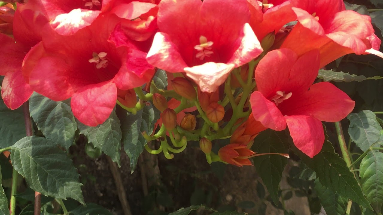 NHững loại hoa hay được trồng trang trí ngõ - davidmcarlson Vlog