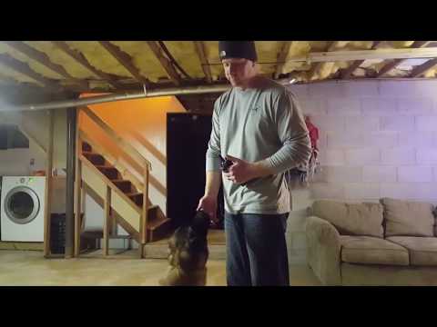 Belgian Malinois Puppy Clicker Training Youtube