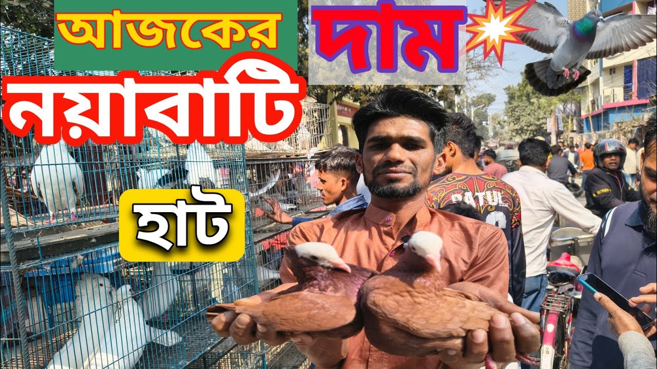 নয়াবাটি হাটখুলনা High Flyer কবুতর হাট | Kabootar Cast#kabutarandekabdetehain #kabootar #kabutar