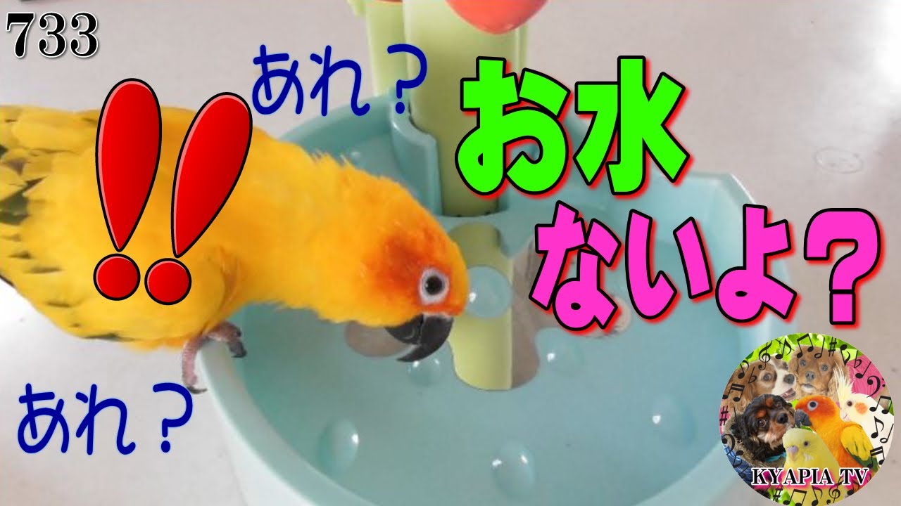 コガネメキシコインコ 水浴び できないよ？と反応が可愛すぎる｜お水の