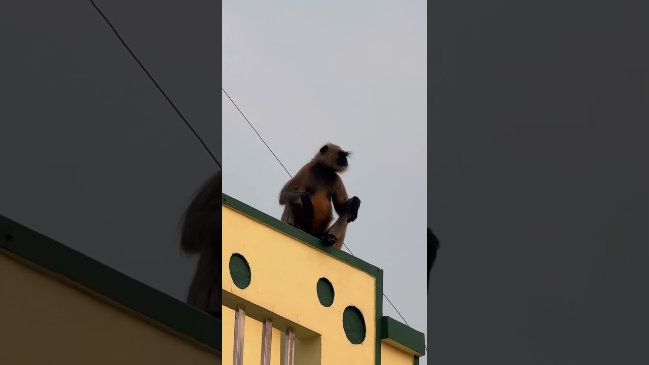 Monkey 🐵 &jangali 🐷 