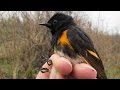 Miniature de la vidéo de la chanson Restera-T-Il Un Chant D'oiseau ?