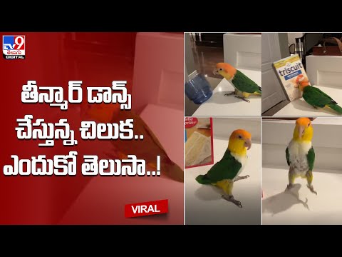 తీన్మార్‌ డాన్స్‌ చేస్తున్న చిలుక.. ఎందుకో తెలుసా..! @TV9 Telugu Digital