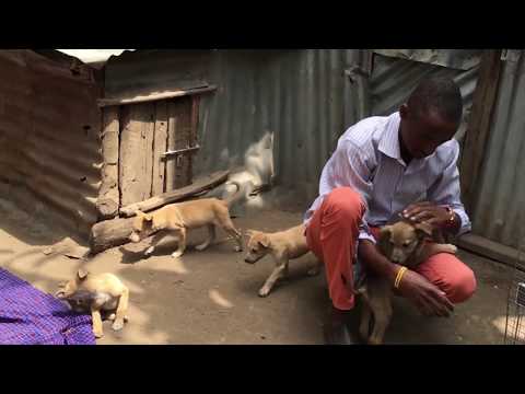 Video: Jinsi Ya Kuchanja Watoto Wa Mbwa