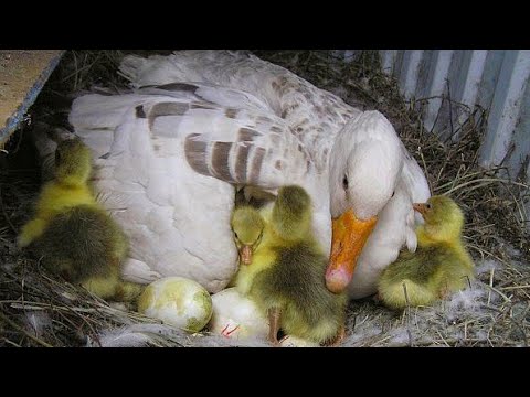 Video: 3 moduri de a ecloza ouăle de gâscă